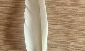 羽毛球又又又涨价，球友破防：月花三千扛不住，打球人的天塌了