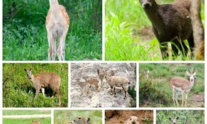 “感谢大家支持我大闹天宫……”蔡国强烟花秀现场感言视频披露，又遭质疑！