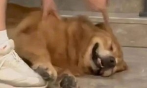 为了吸引你买手机，厂商们已经开始在参数页上动起手脚了