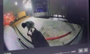 刚提的新车停路边被人放鞭炮崩损千余元，车主：因拒绝当晚挪车，20分钟后听到鞭炮声，对方还态度豪横